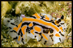 Never been good with names but a rather colourful nudi, u... by Allen Walker 